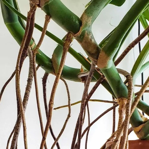 Monstera forms many aerial roots