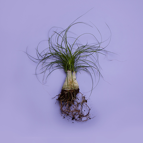 048_a_Beaucarnea recurvata