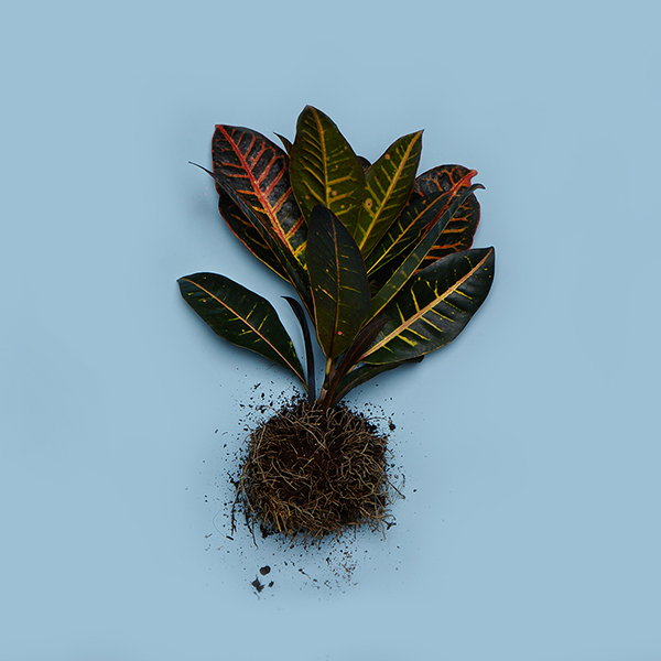 116_a_Codiaeum variegatum