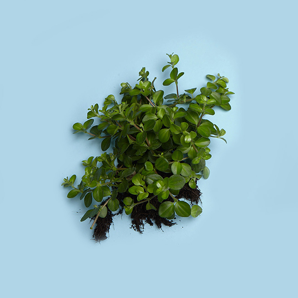 298_a_Peperomia rotundifolia