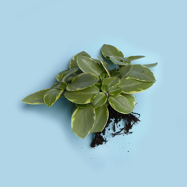 299_a_Peperomia serpens variegata