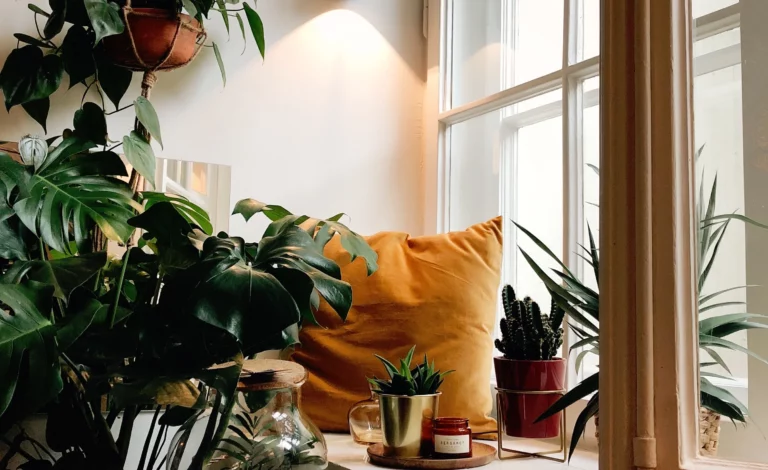 houseplants-fall_2992x