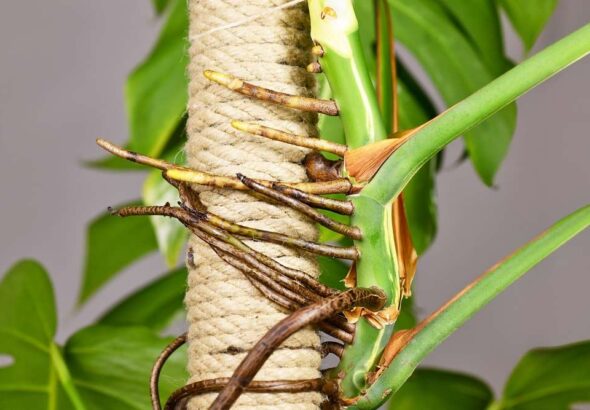 Thick,Aerial,Roots,Of,Monstera,Deliciosa,Houseplant,Attached,To,Climbing