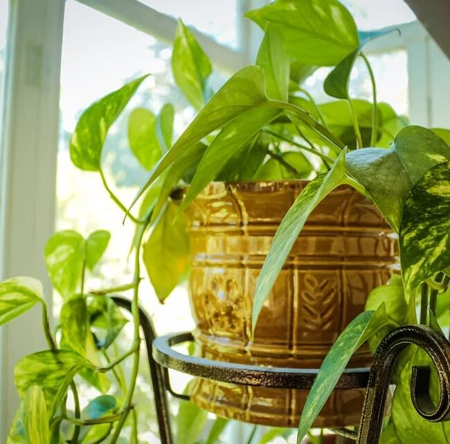 air-purifying-bedroom-plants-that-can-survive-low-light