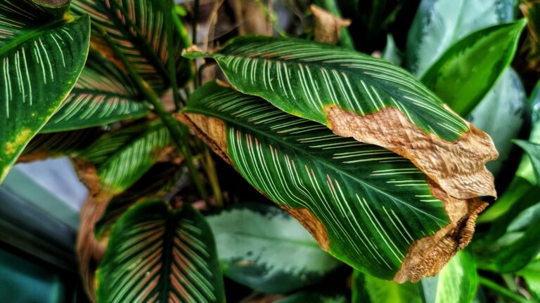 Brown,Disease,On,Calathea,Leaves.