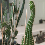 Cannabis Artikel Headerbilder