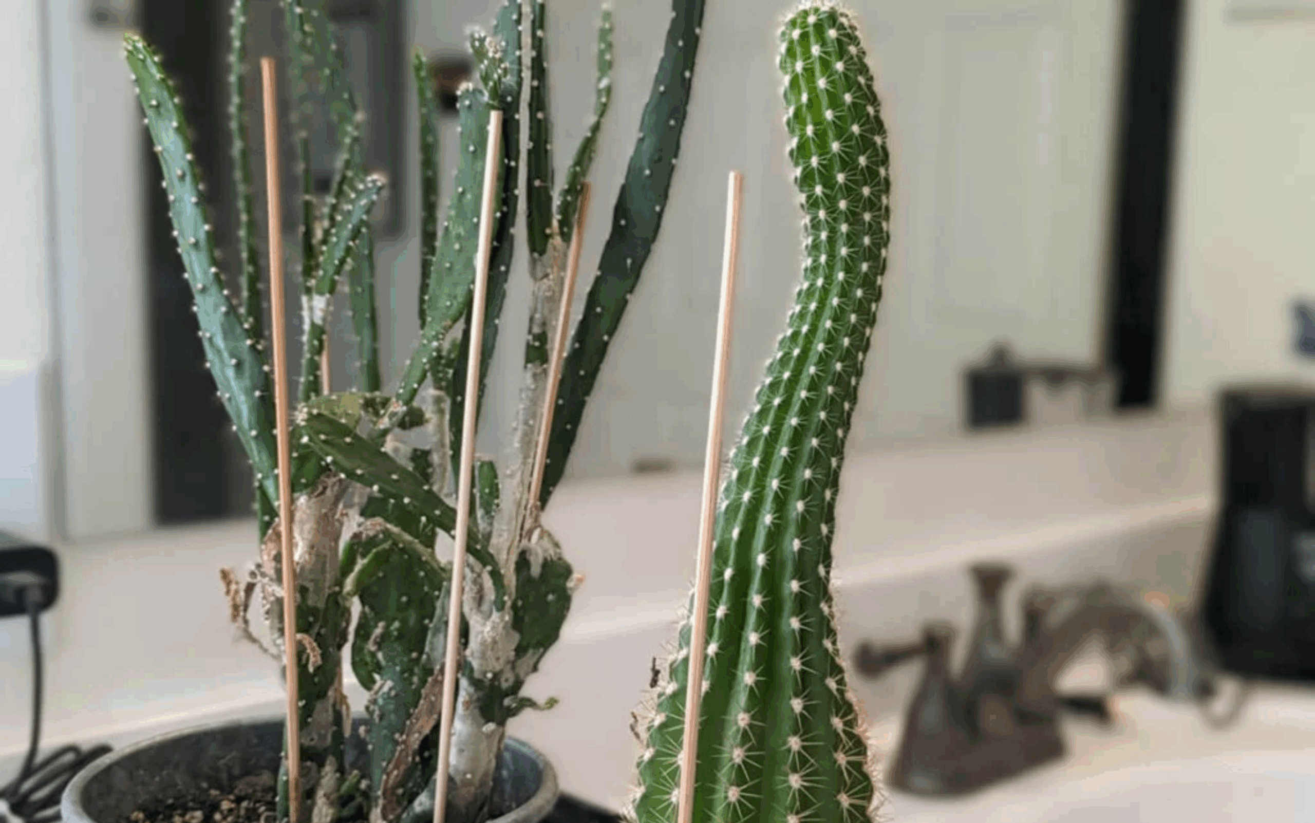 Cannabis Artikel Headerbilder