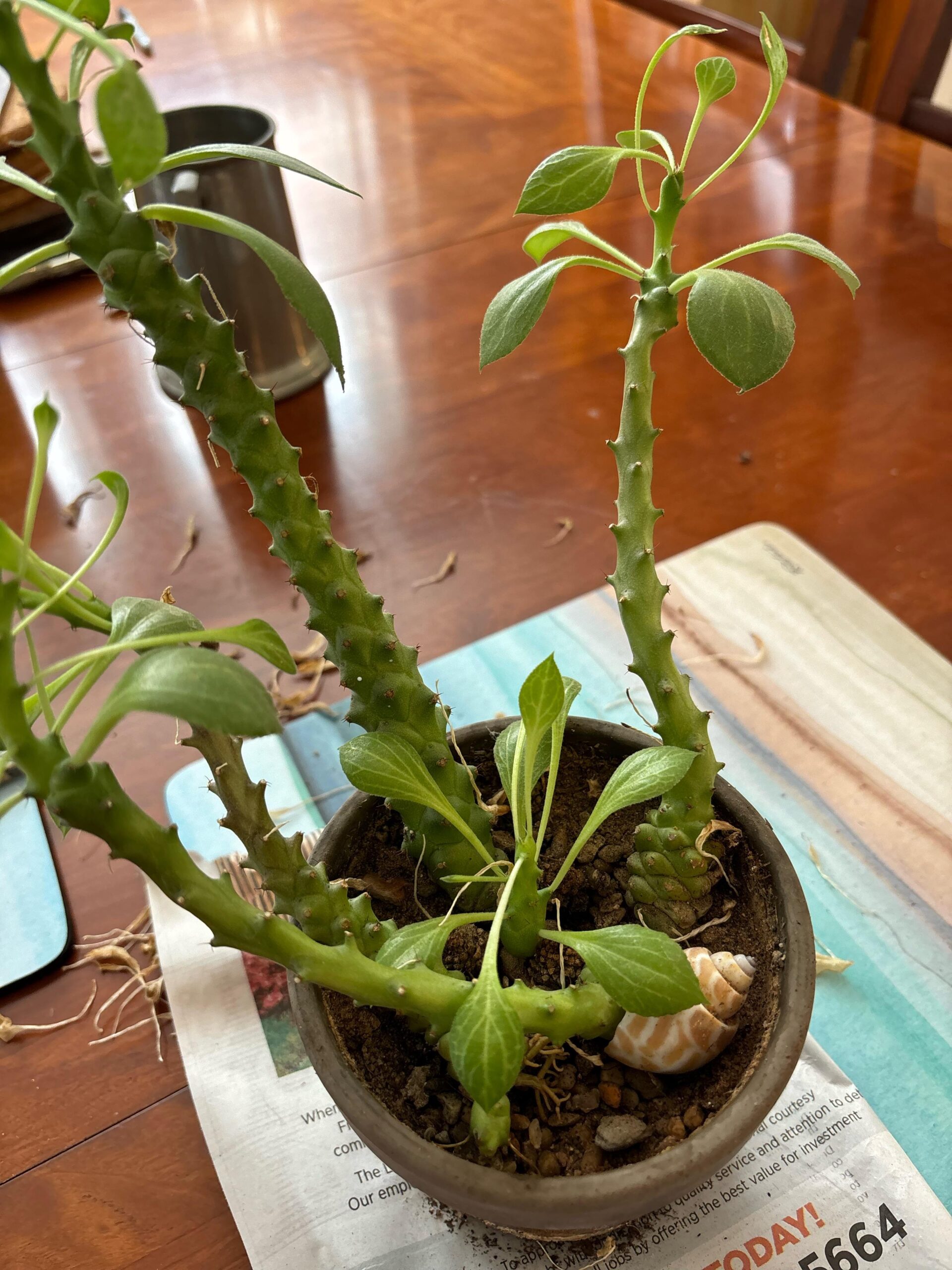 is-this-etiolation-how-can-i-keep-this-plant-happy-v0-xed62xvge8md1