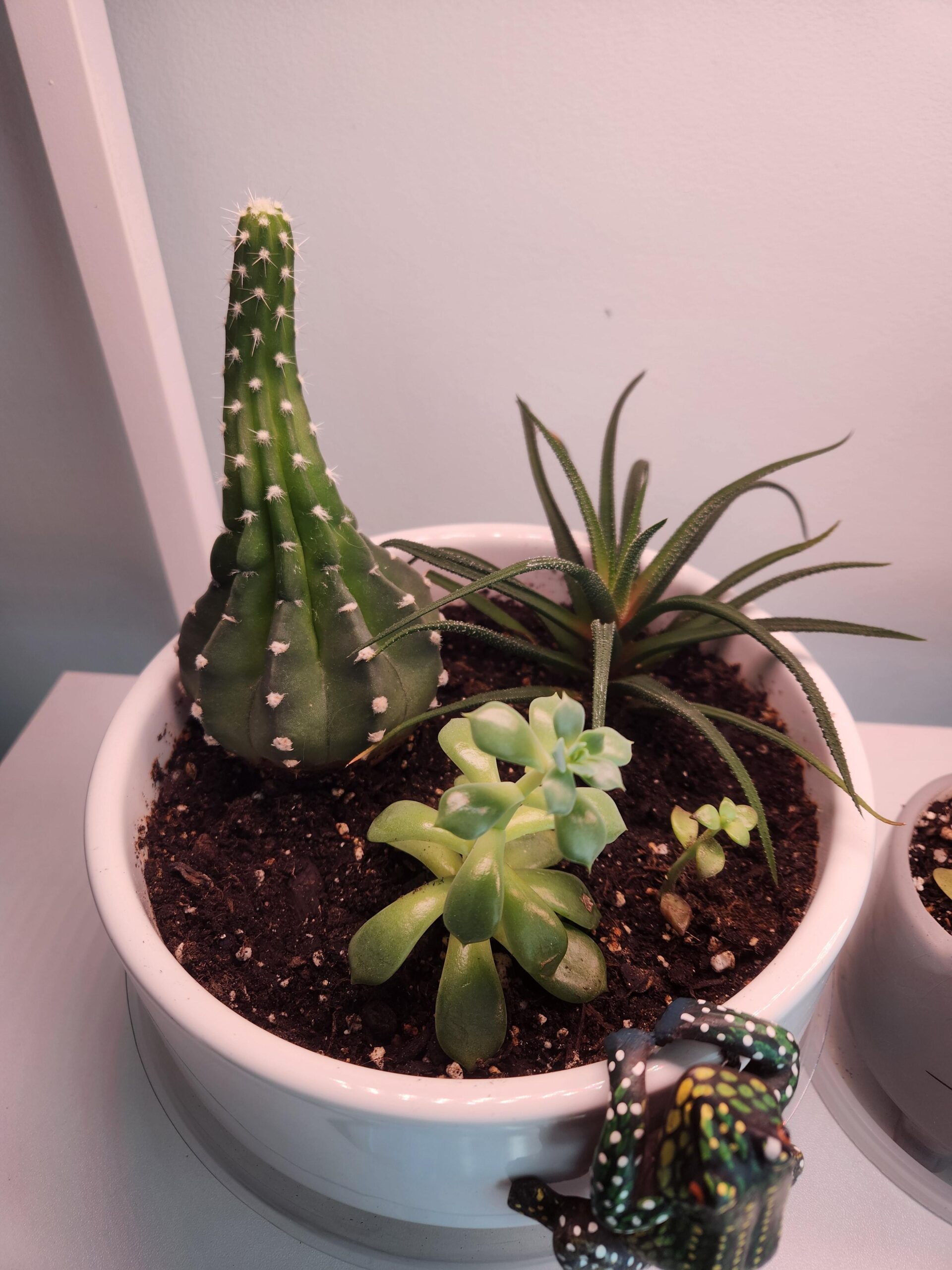 my-cactus-succulents-thrived-after-etiolation-removal-v0-411hzo0nn6he1
